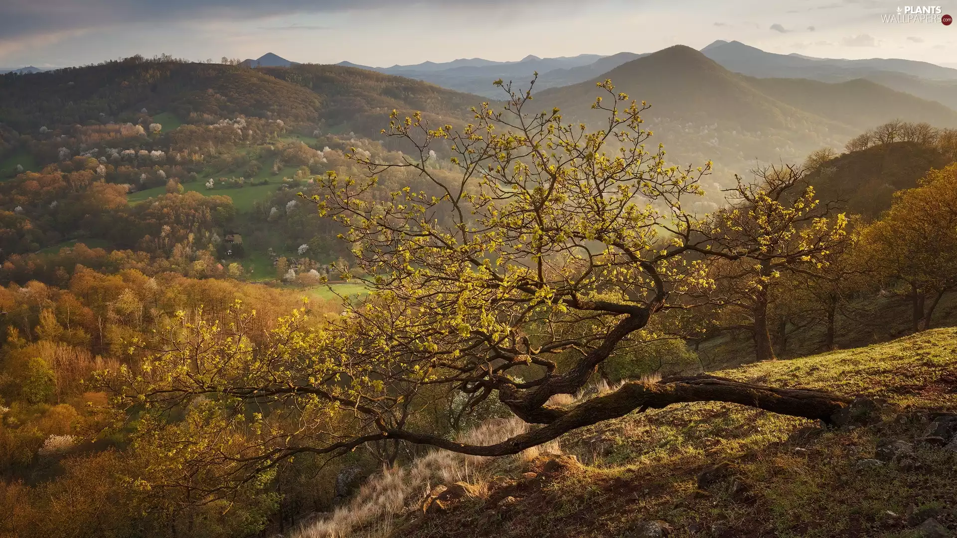 Spring, Mountains, trees, VEGETATION, Sloping, The Hills
