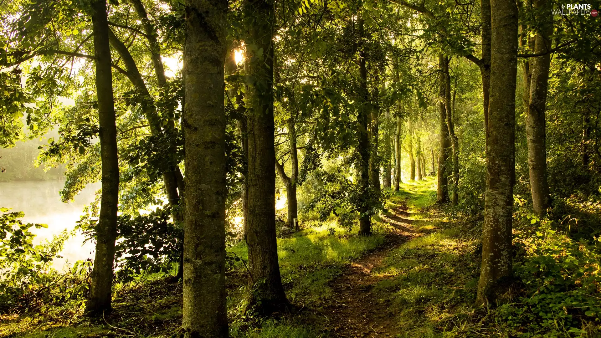 viewes, forest, River, VEGETATION, Path, trees