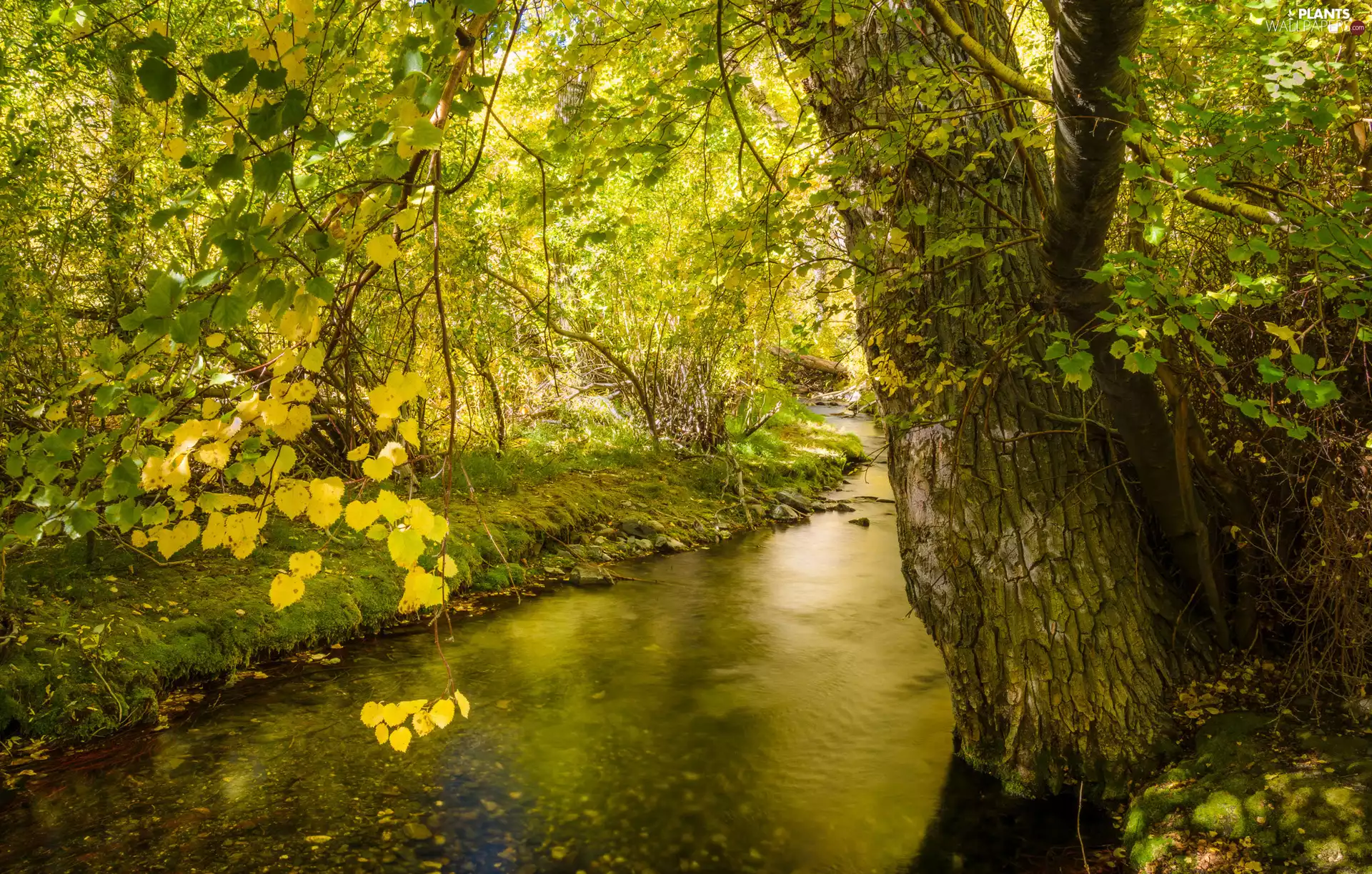 VEGETATION, River, trees