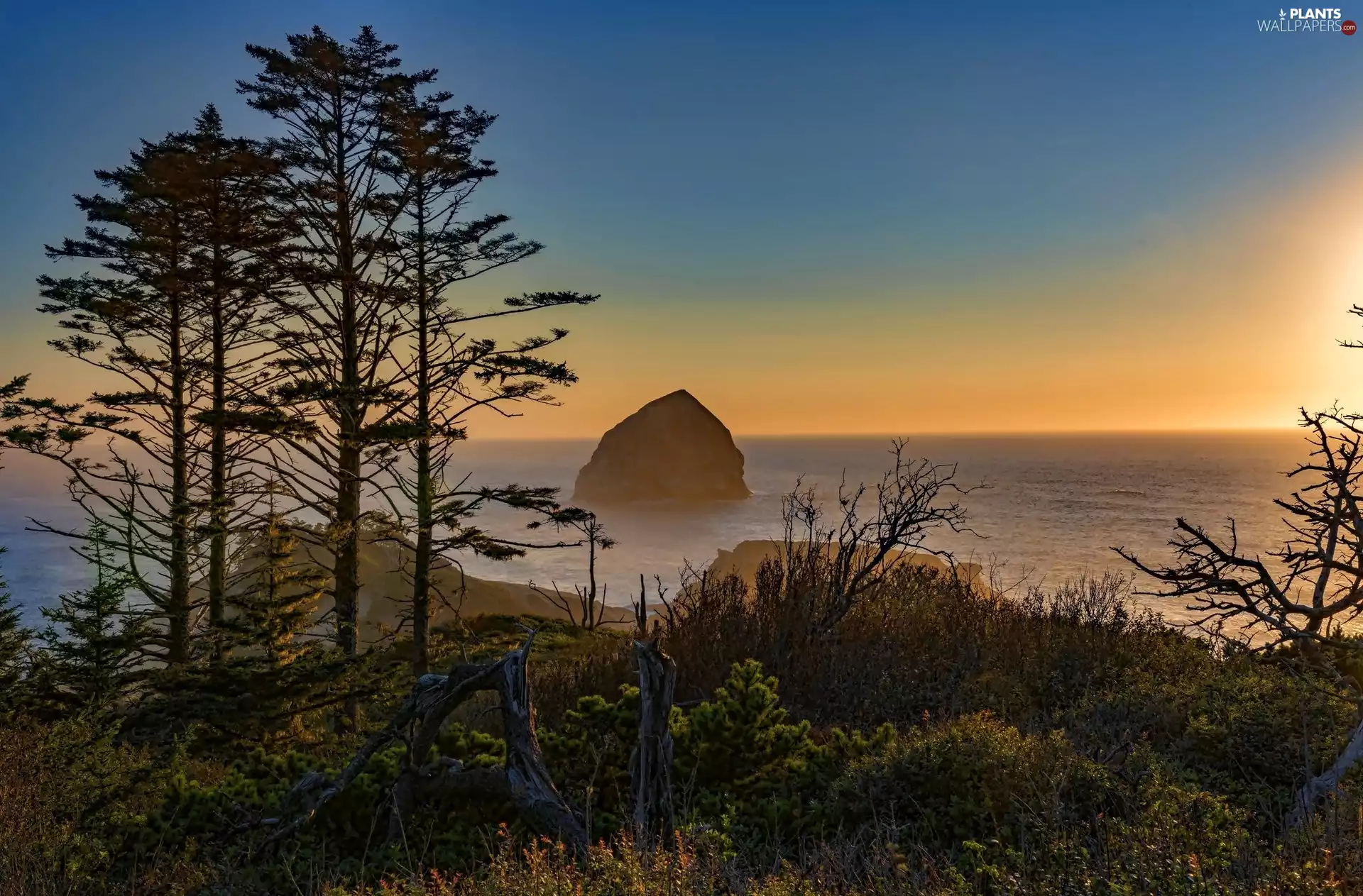 viewes, sea, sun, VEGETATION, east, trees