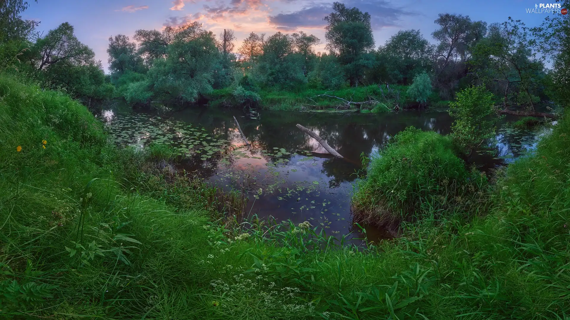 grass, Sunrise, viewes, VEGETATION, trees, Pond - car