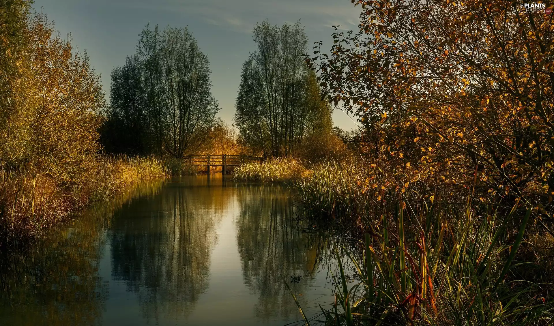 bridges, VEGETATION, viewes, River, trees