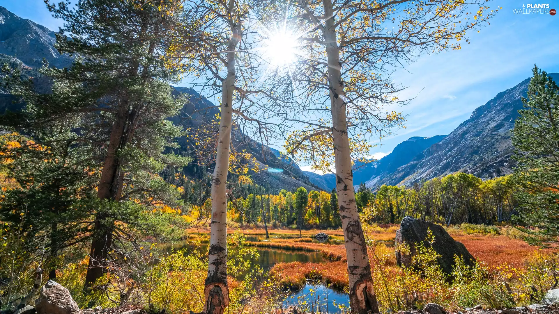 viewes, birch, rays of the Sun, VEGETATION, water, trees, Mountains, Stones