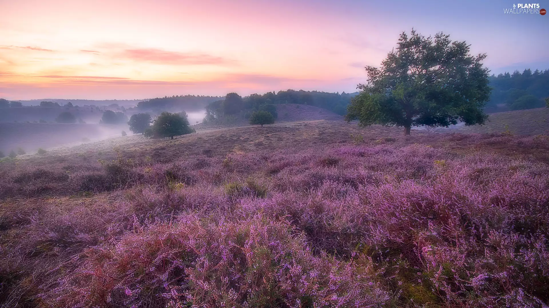 morning, trees, Netherlands, Fog, Province of Gelderland, Sunrise, heath, Veluwezoom National Park