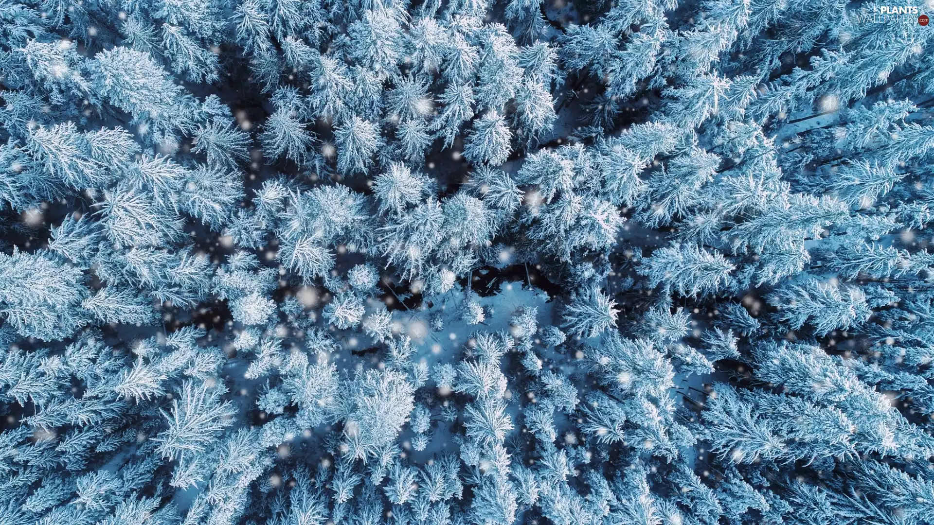 snow, forest, viewes, vertices, trees, winter