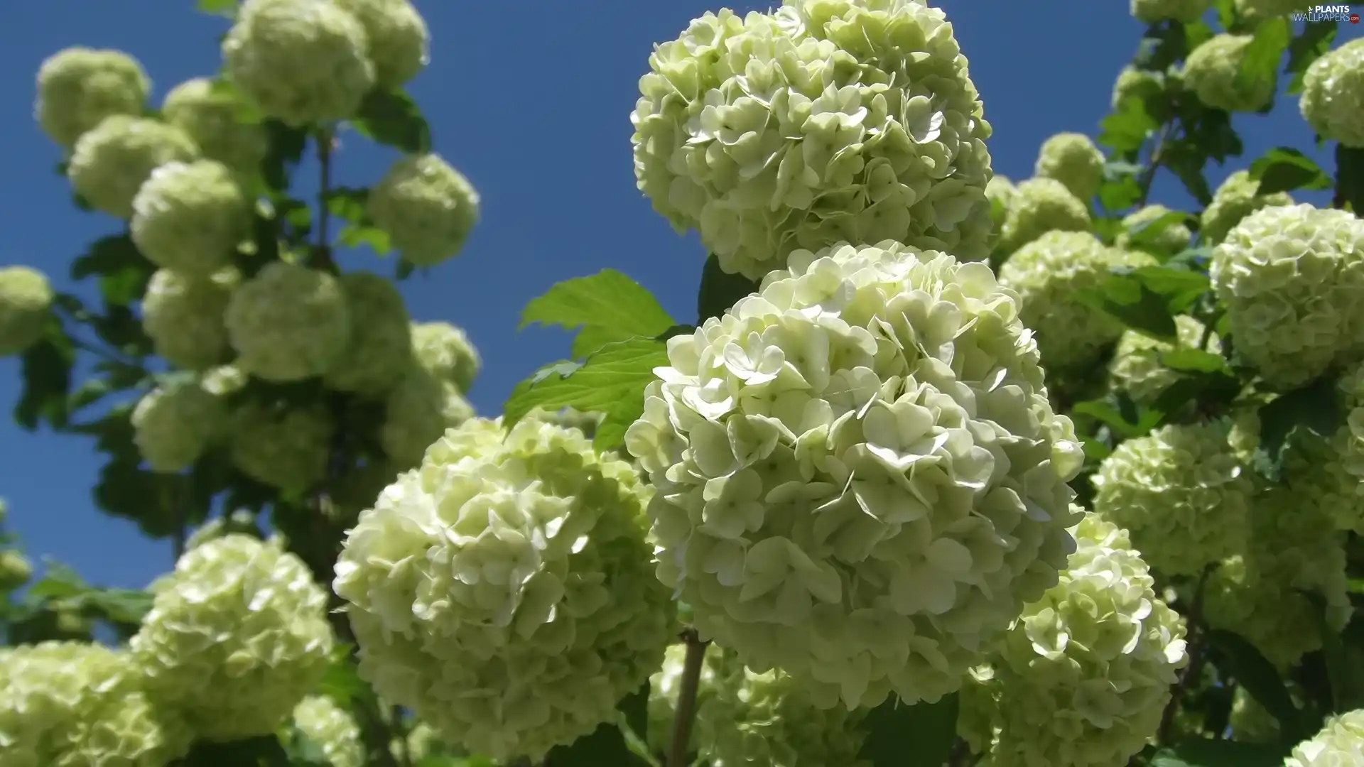 beatyfull, flowers, Viburnum Opulus, Buds