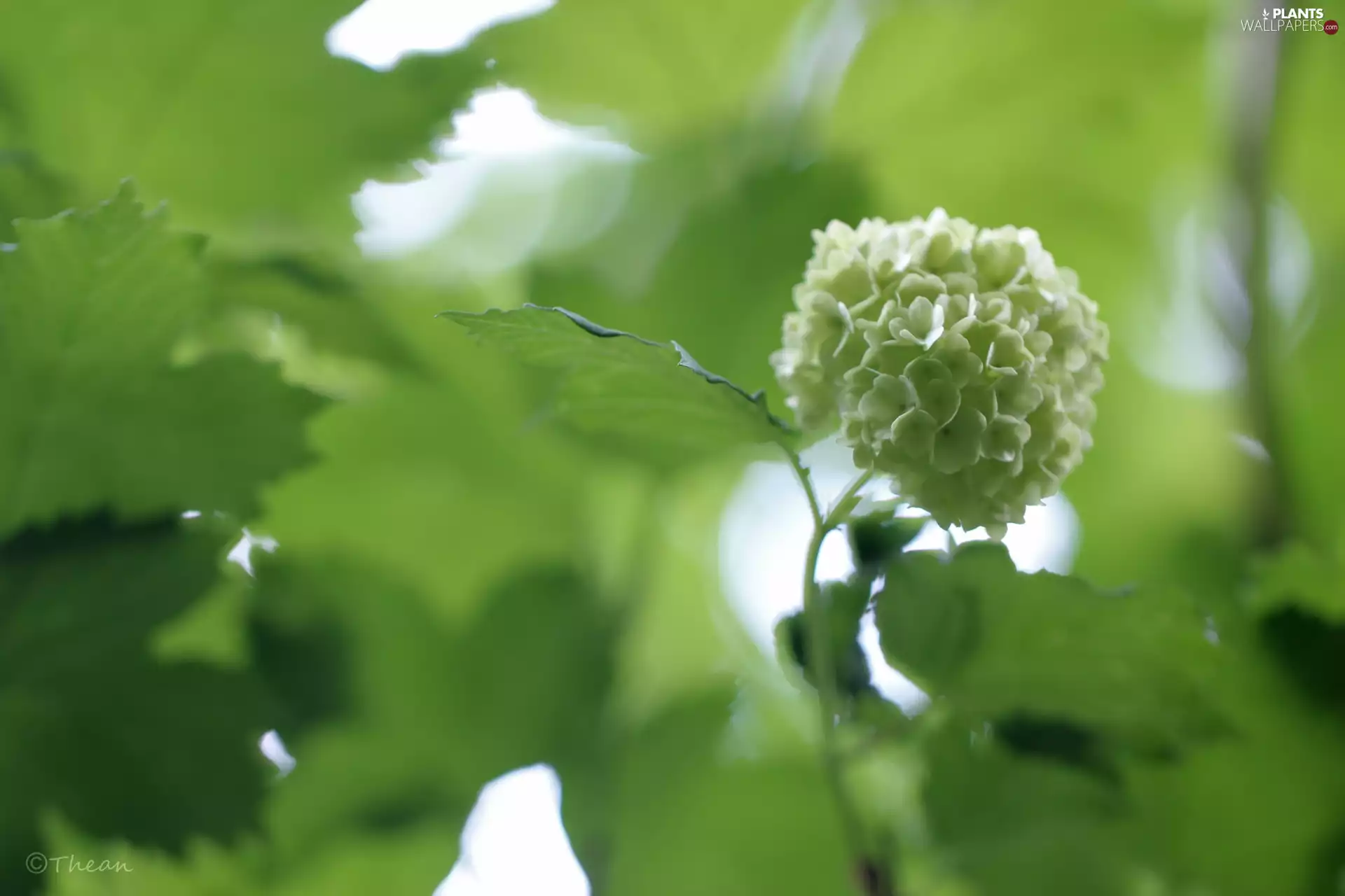 Bush, Flowers, Leaf, Viburnum