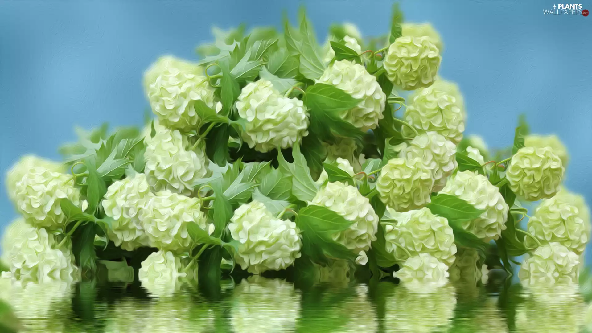 Flowers, Viburnum Opulus, graphics, White