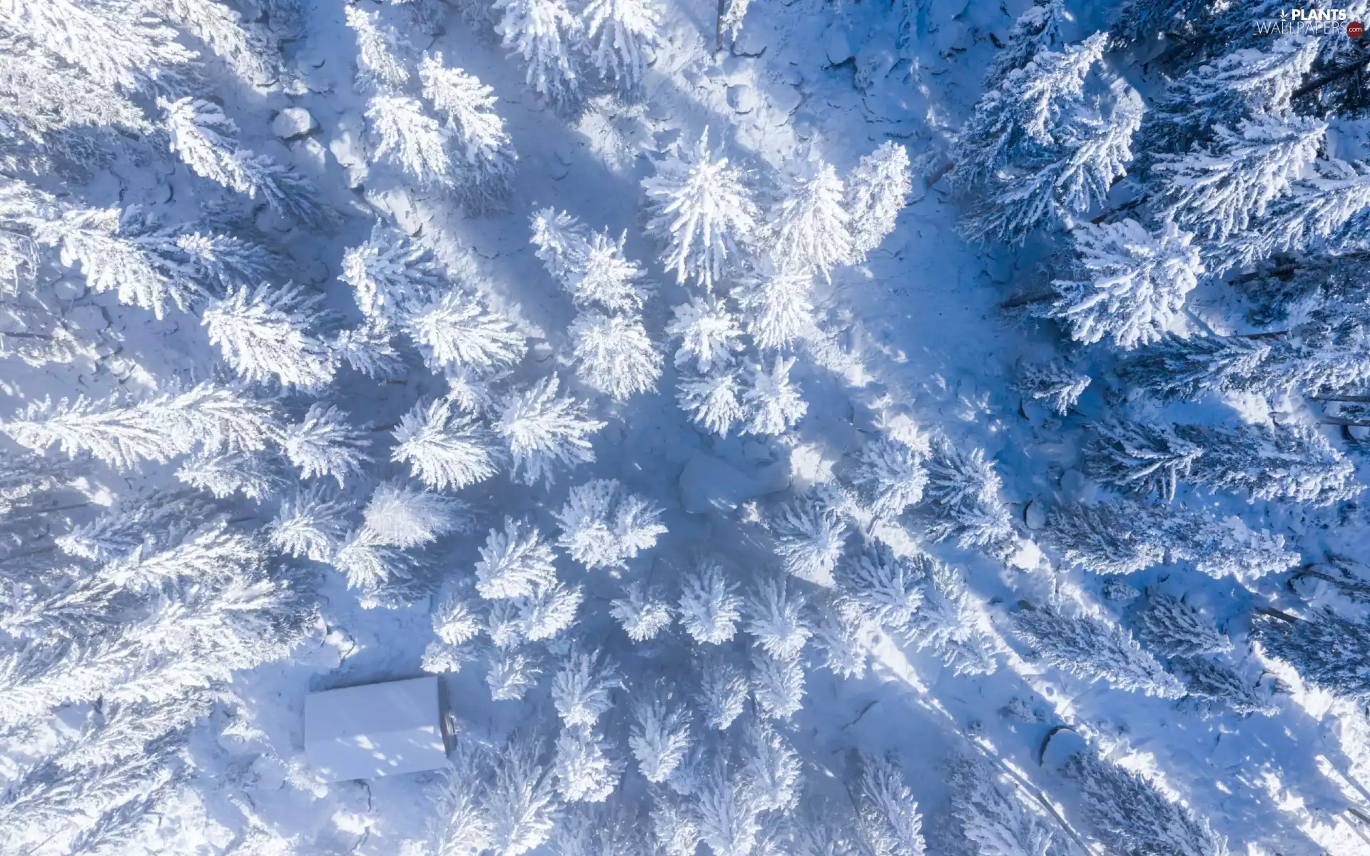 forest, trees, house, viewes, winter, snow, Aerial View