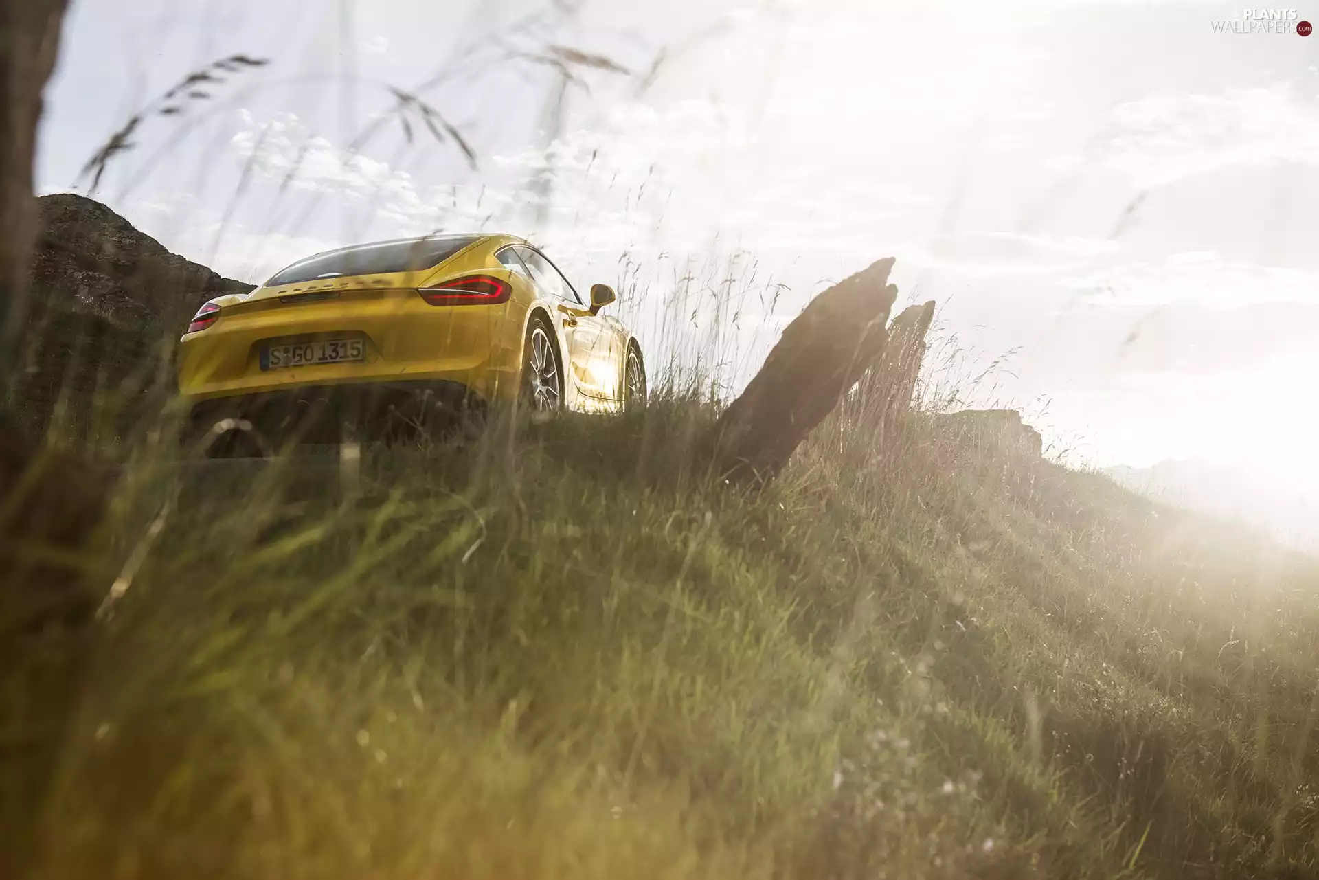 CARRERA, View, sun, Yellow Honda