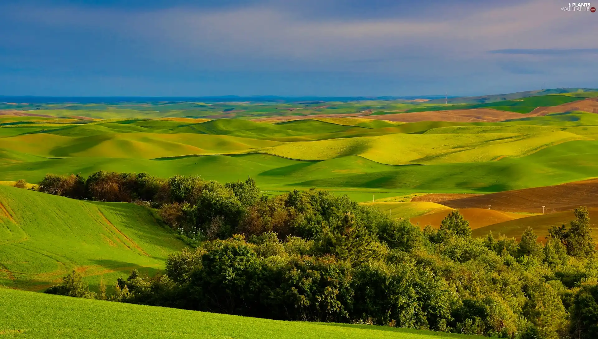 trees, field, View, viewes