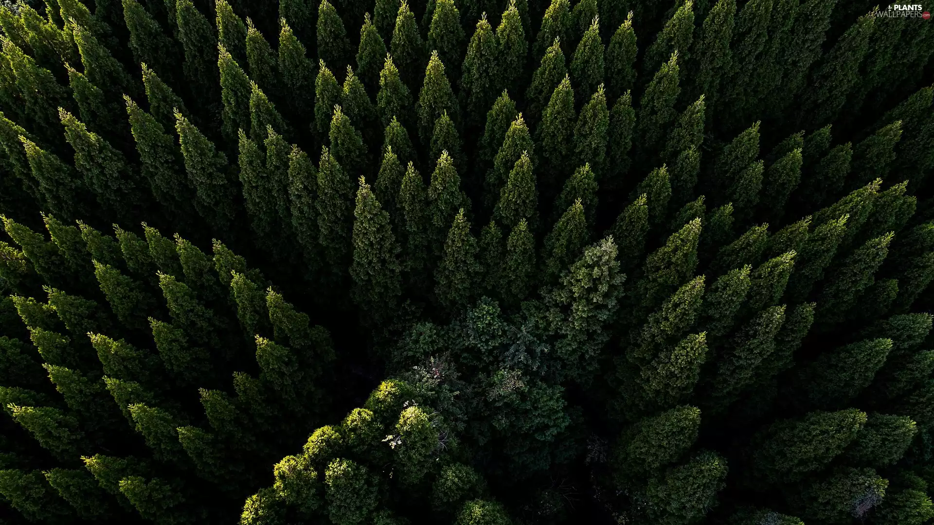 forest, viewes, Aerial View, trees