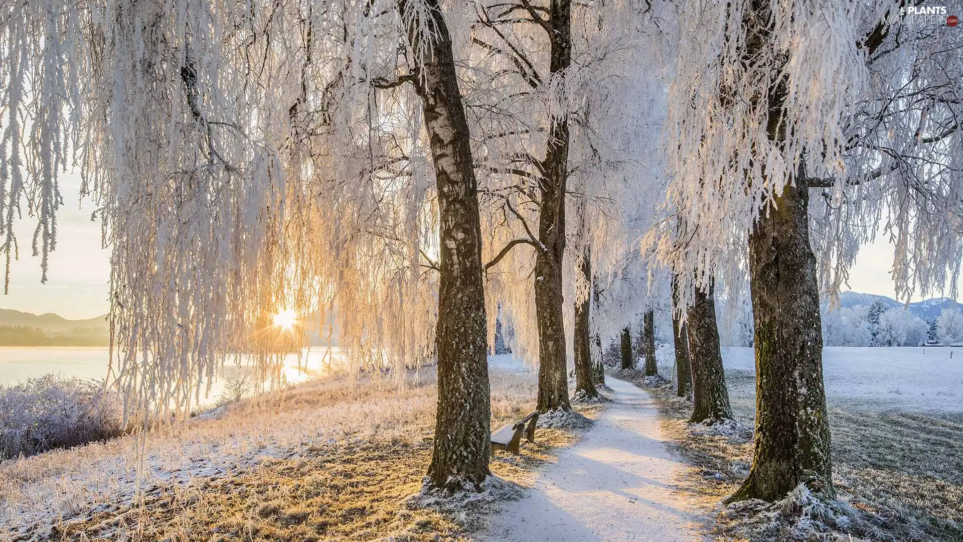 viewes, frosty, rays of the Sun, trees, winter, alley, lake
