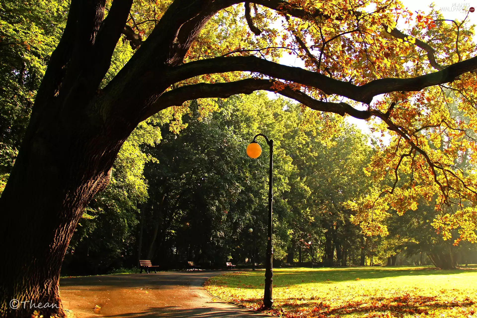 oak, trees, alley, viewes, Park, Lighthouse, bench