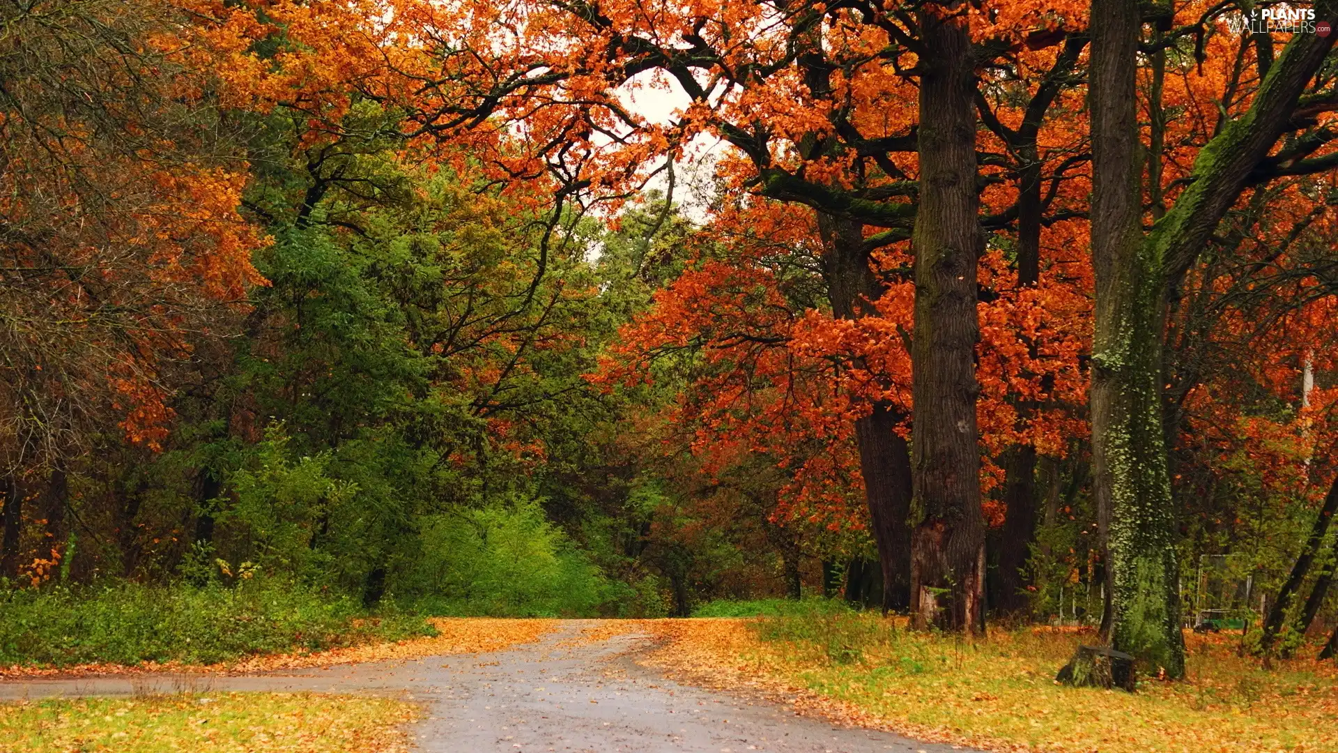 viewes, Alleys, Park, trees, autumn