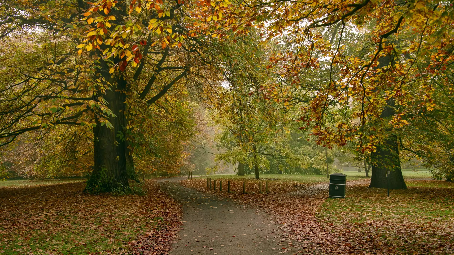 fallen, trees, Alleys, viewes, Park, Leaf, autumn