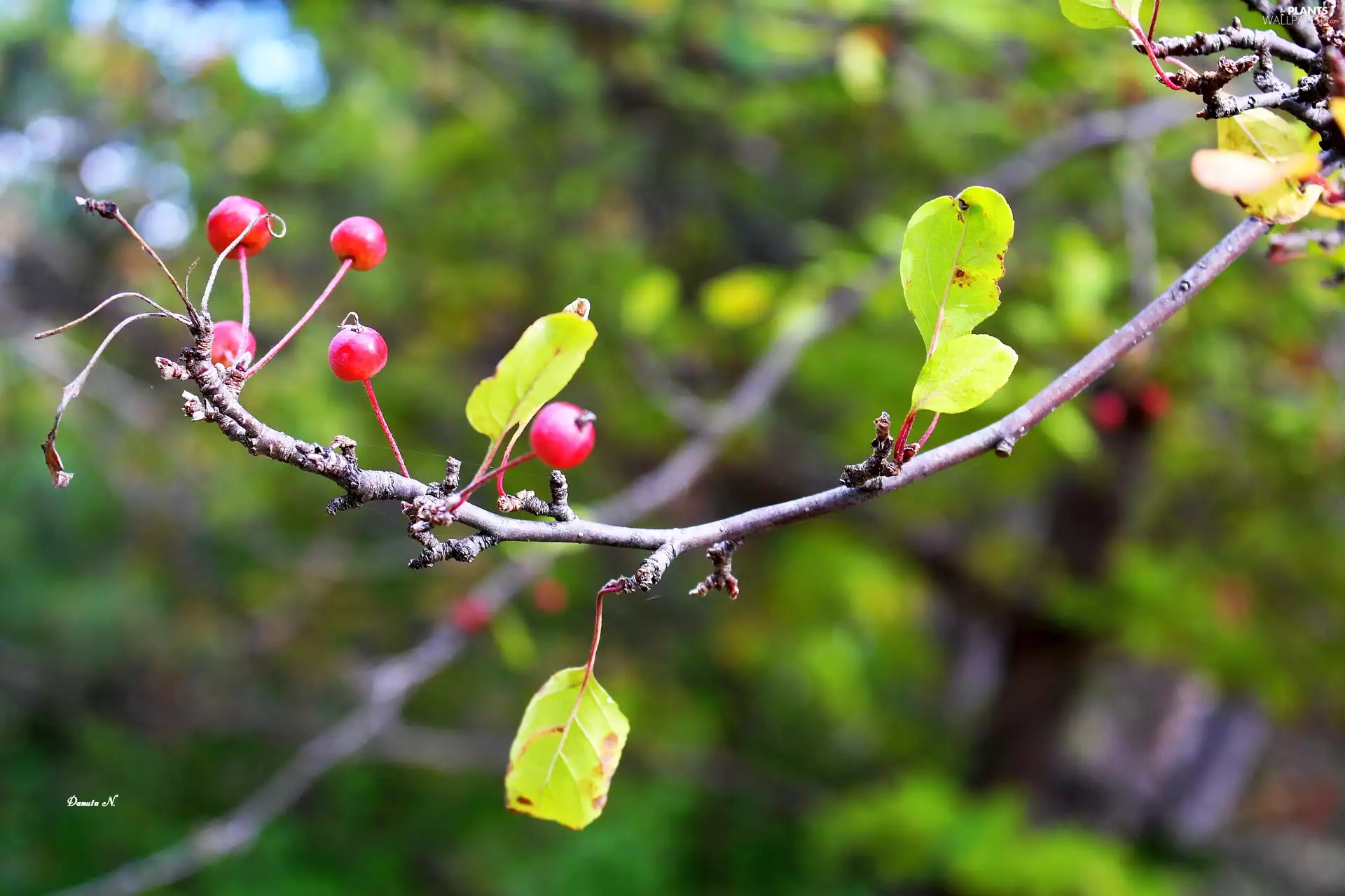 Fruits, trees, apples, viewes, twig, Paradise, leaves