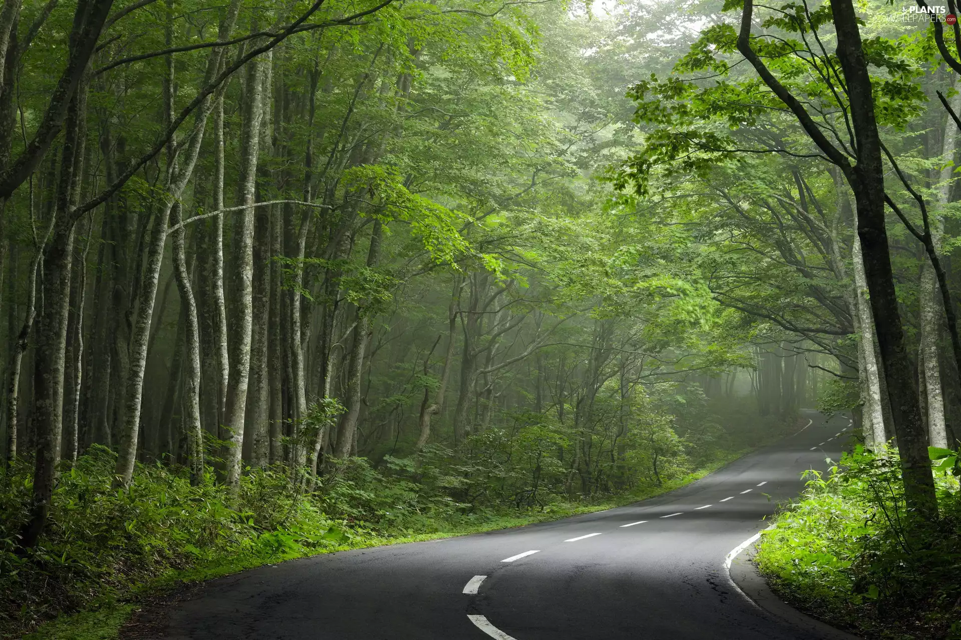 trees, viewes, asphalt, forest, Way