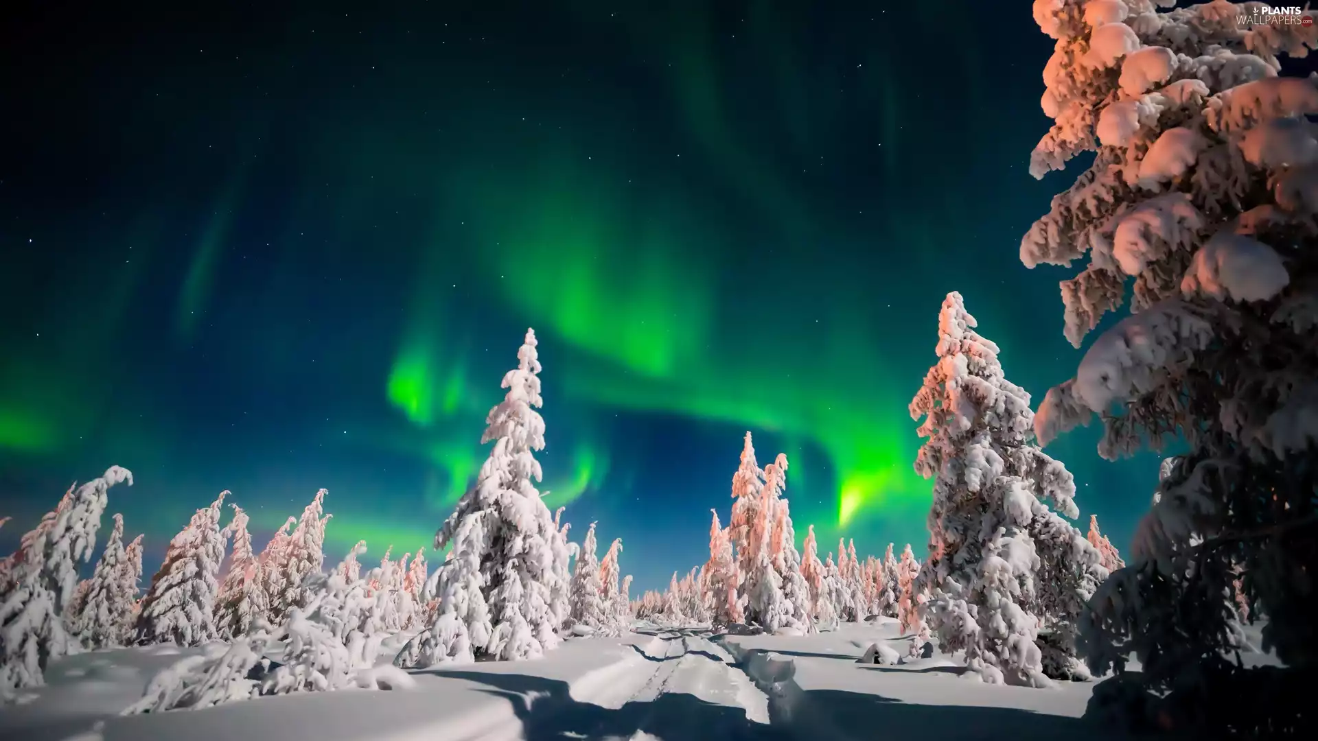winter, viewes, aurora polaris, trees
