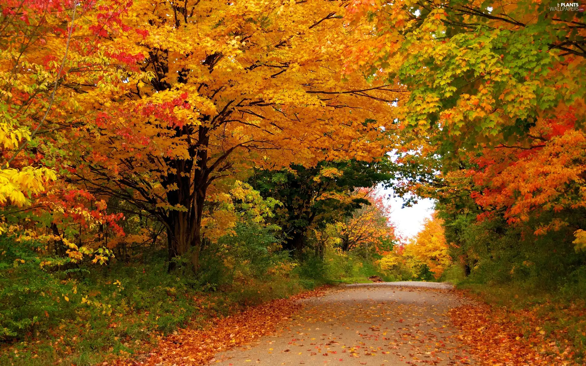 trees, forest, Leaf, color, Way, viewes, autumn