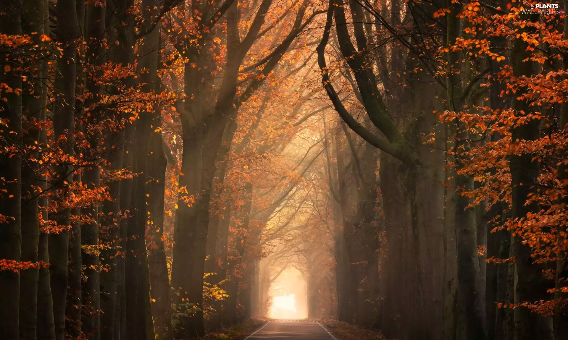 trees, viewes, autumn, Path, forest