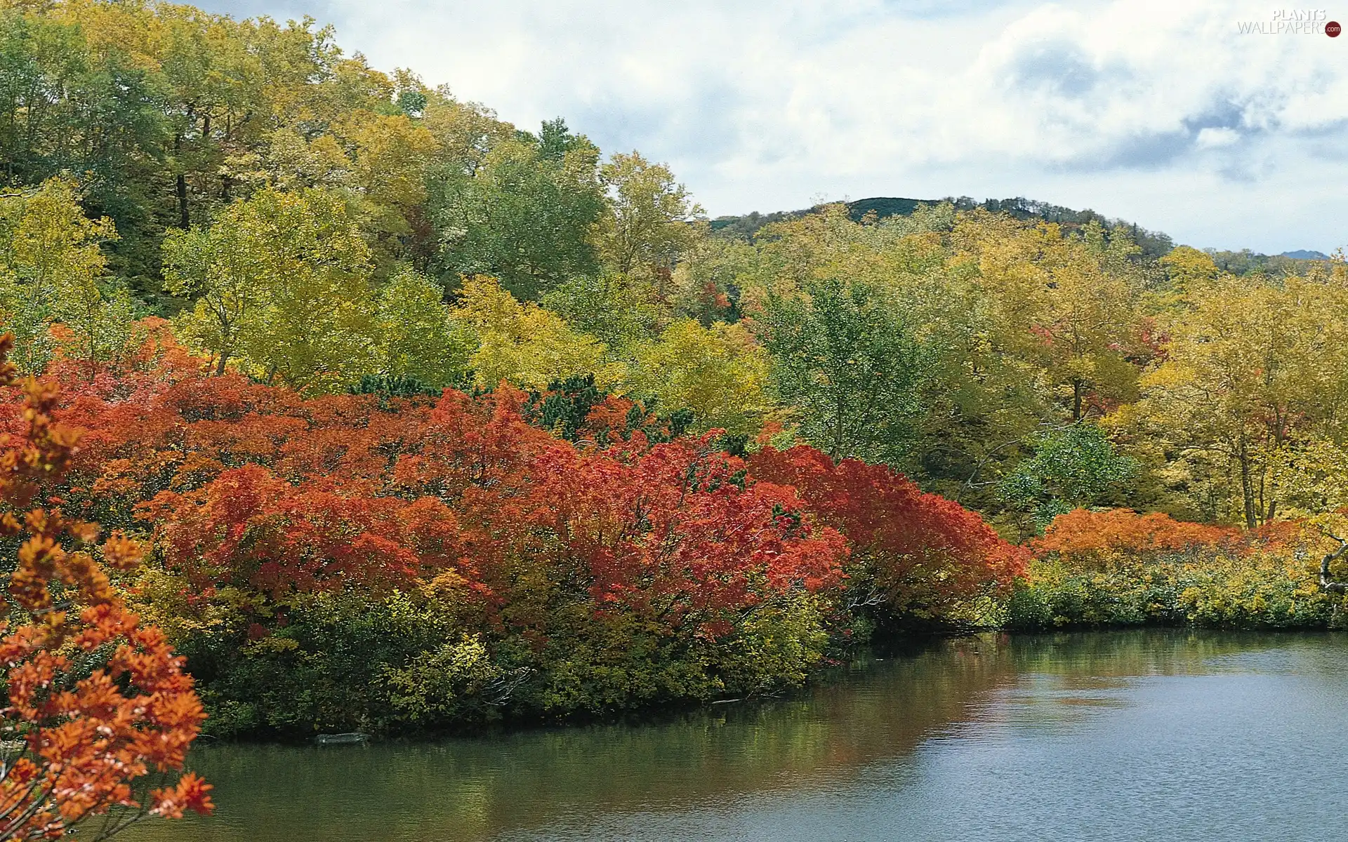 viewes, autumn, color, trees, lake