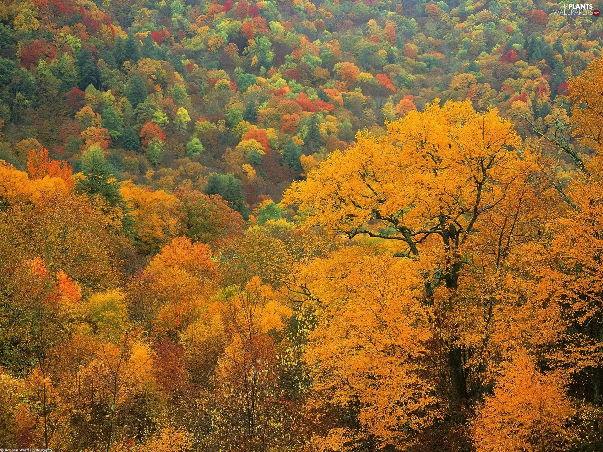 Autumn, trees, viewes, color