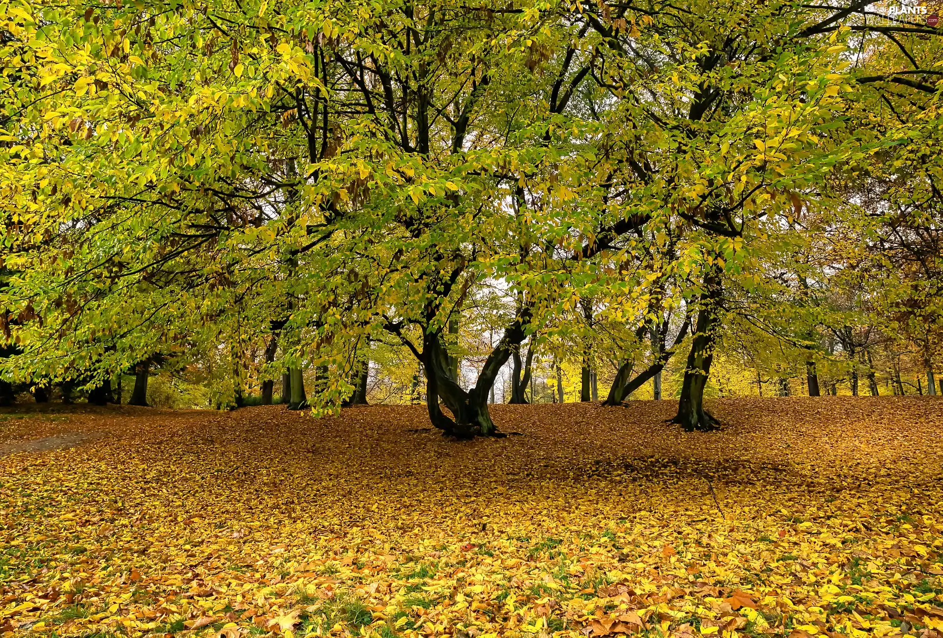 fallen, Park, trees, viewes, Leaf, autumn