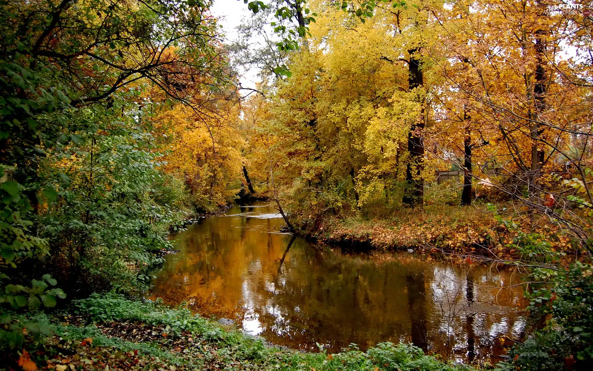 autumn, trees, viewes, River