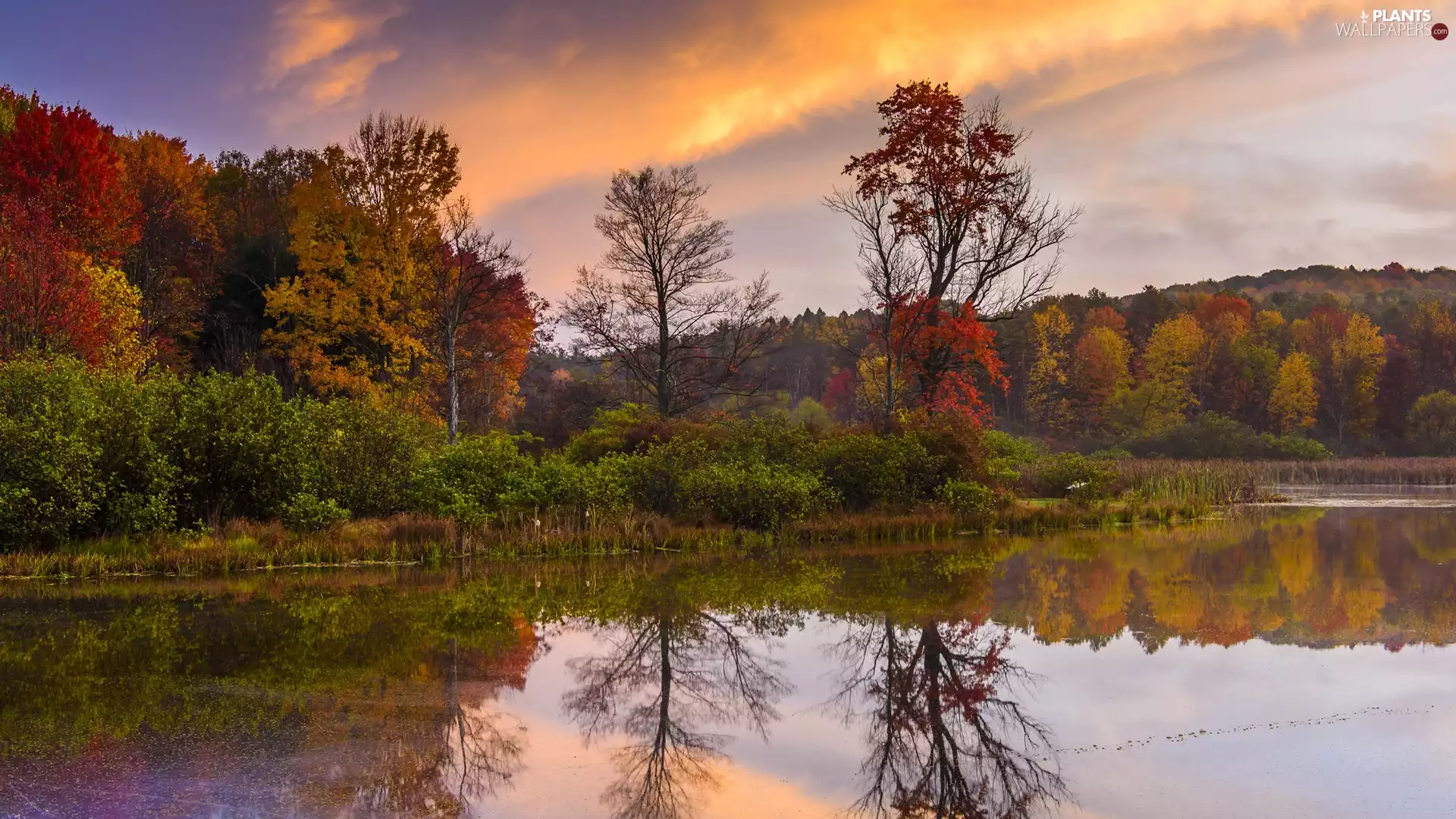 Bush, trees, autumn, viewes, lake, VEGETATION, Sunrise