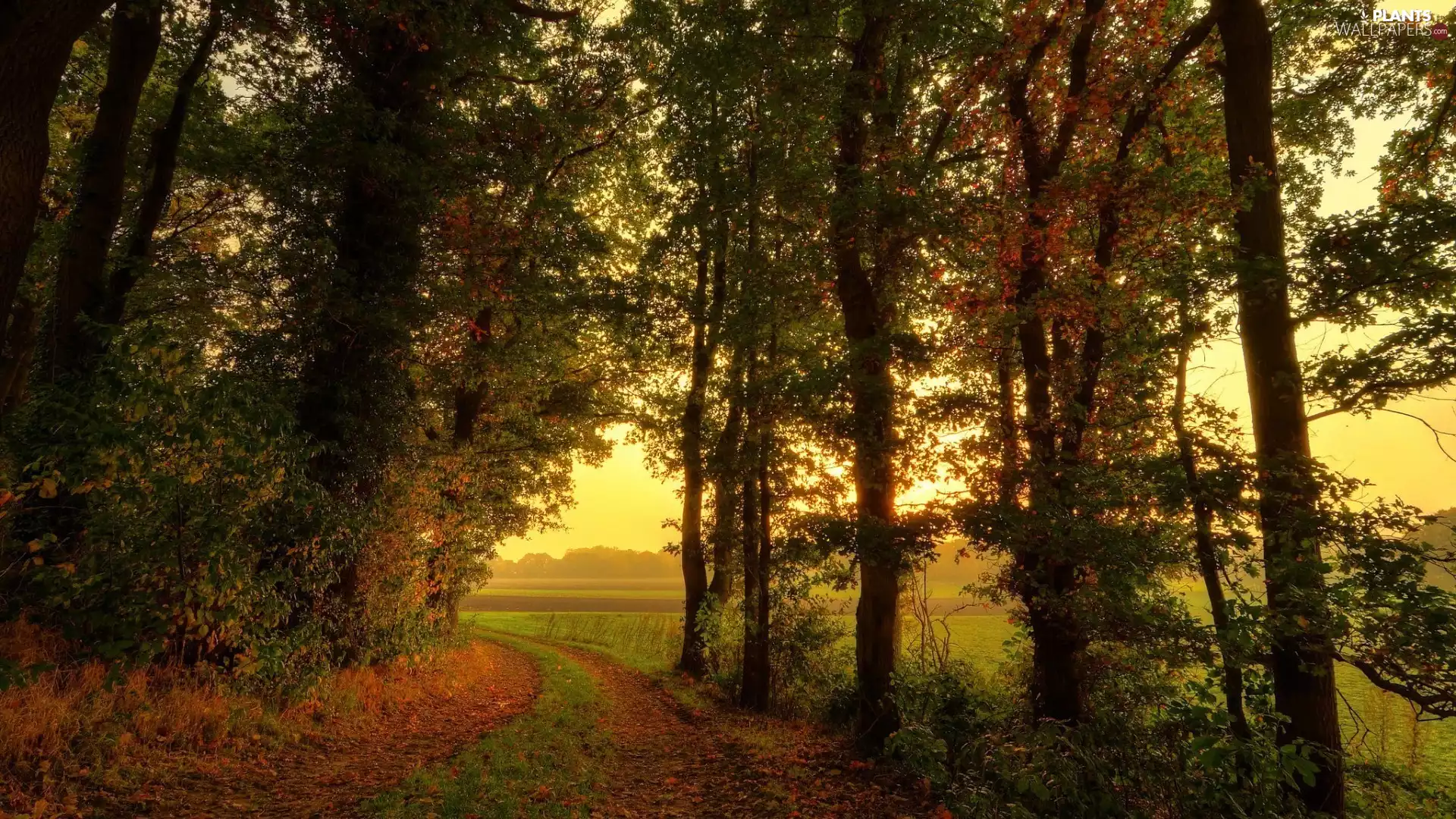 trees, viewes, autumn, Fog, Way