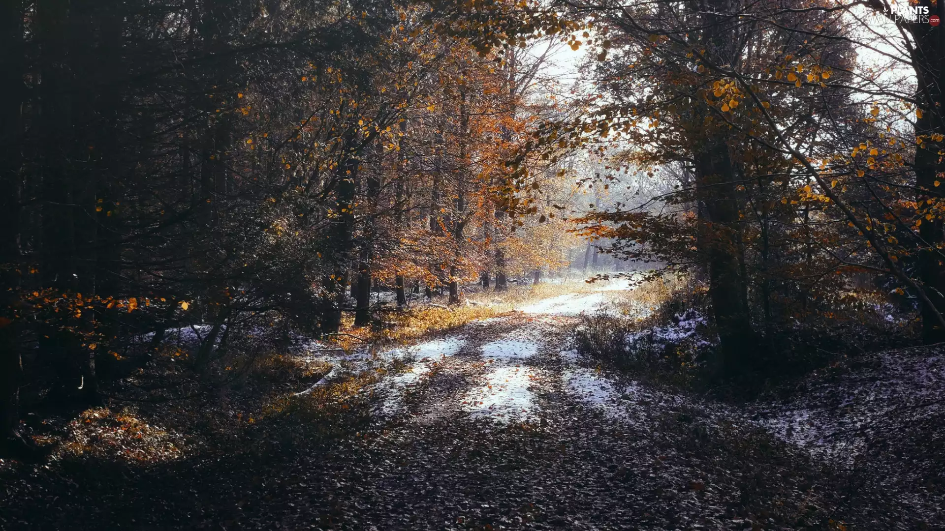 trees, viewes, autumn, forest, Way
