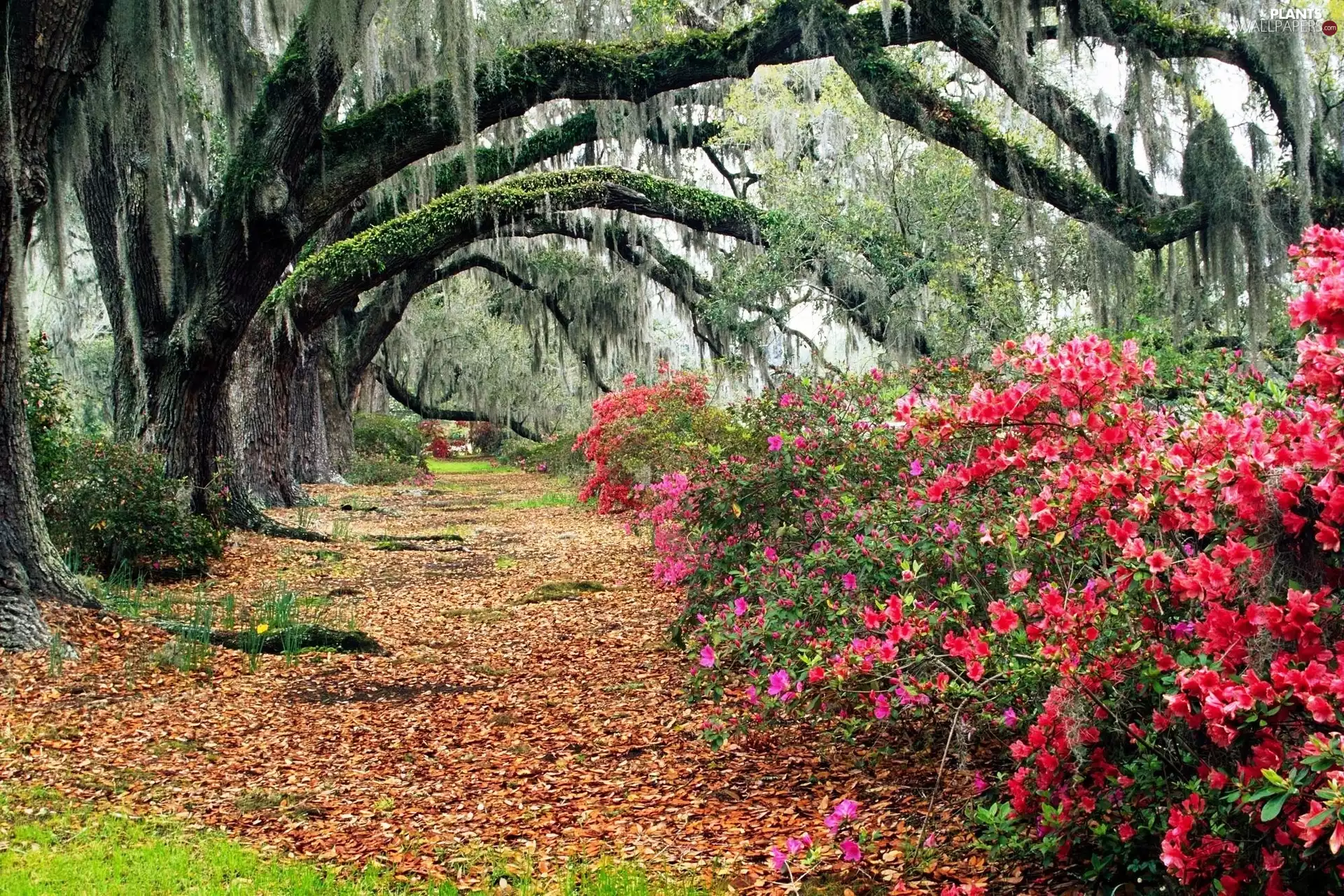 trees, viewes, azalea, rhododendron, Park