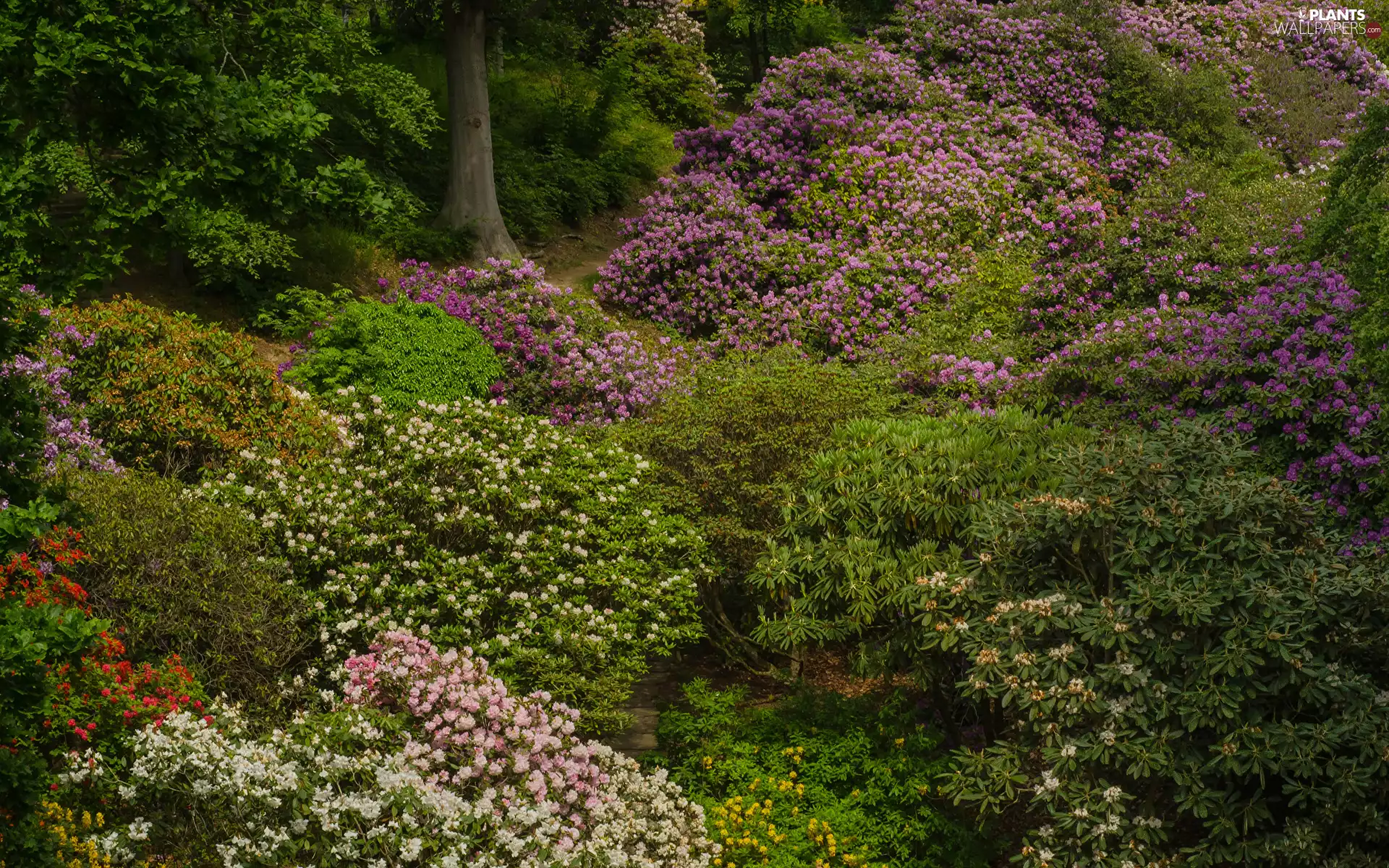 Flowers, trees, Azaleas, viewes, Park, Rhododendron, color