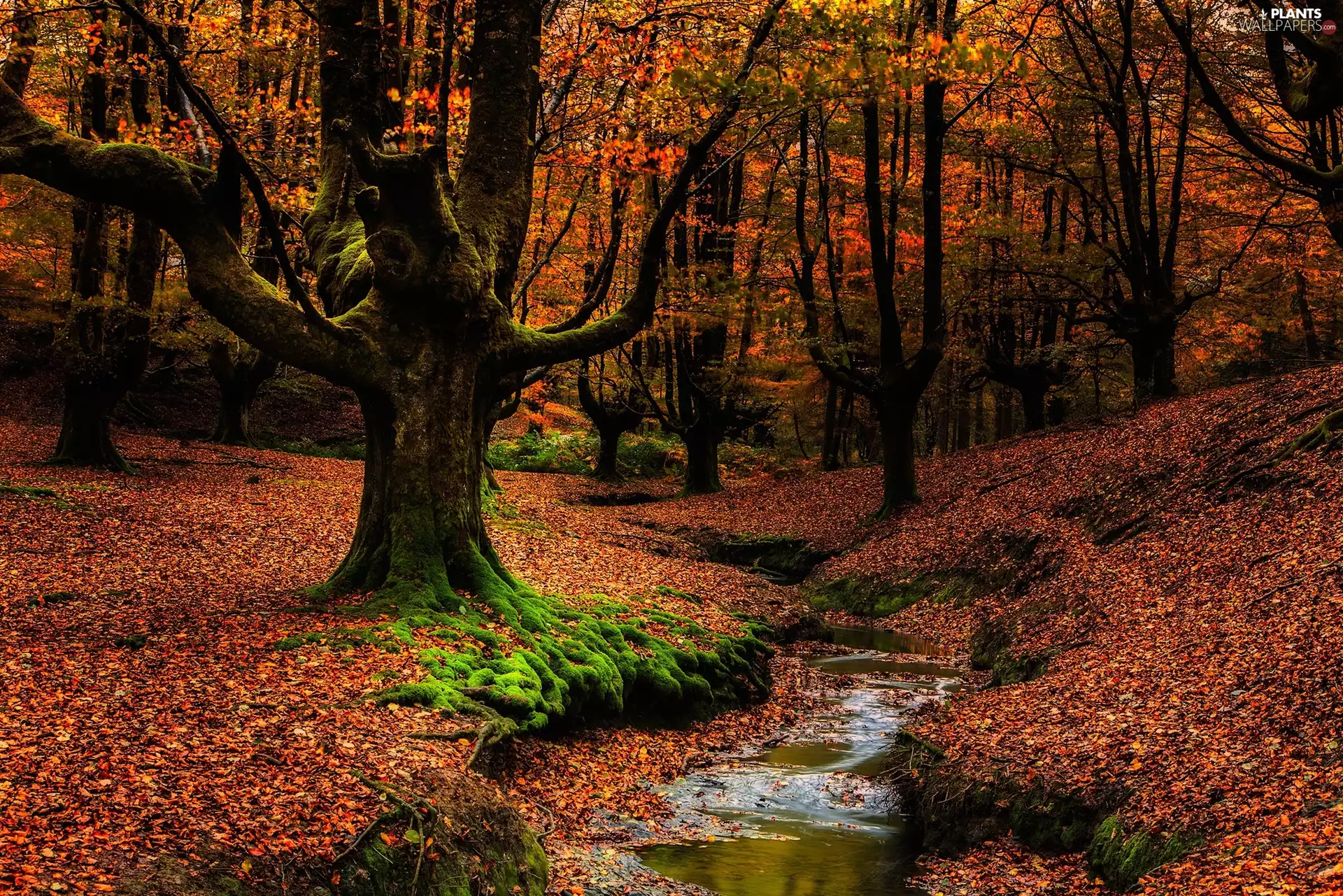 Gorbea National Park, autumn, stream, forest, viewes, Basque Country, Spain, trees