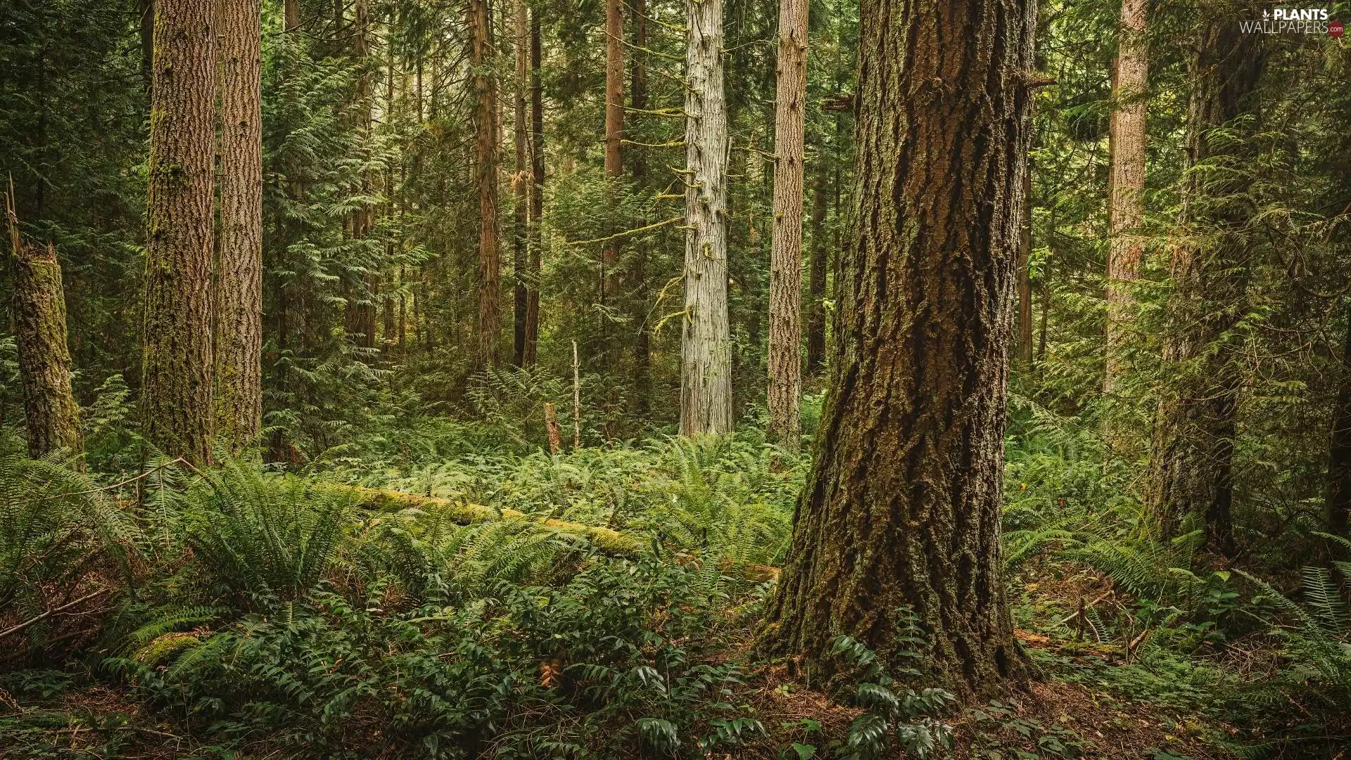 viewes, forest, lying, Lod on the beach, fern, trees