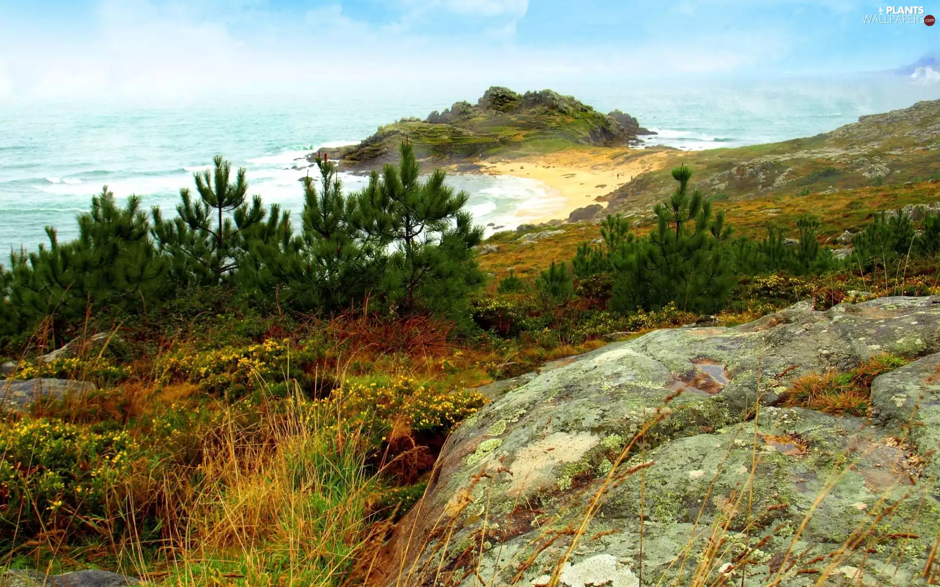 trees, viewes, Beaches, Rocks, sea