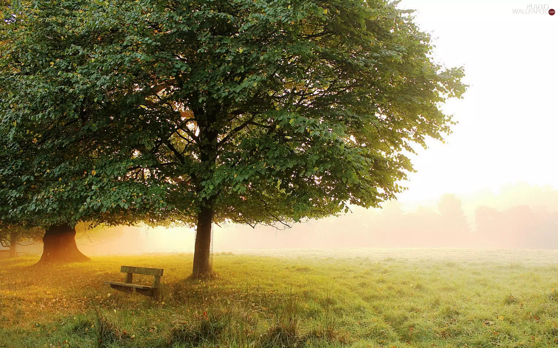 trees, viewes, Bench, Fog, Meadow