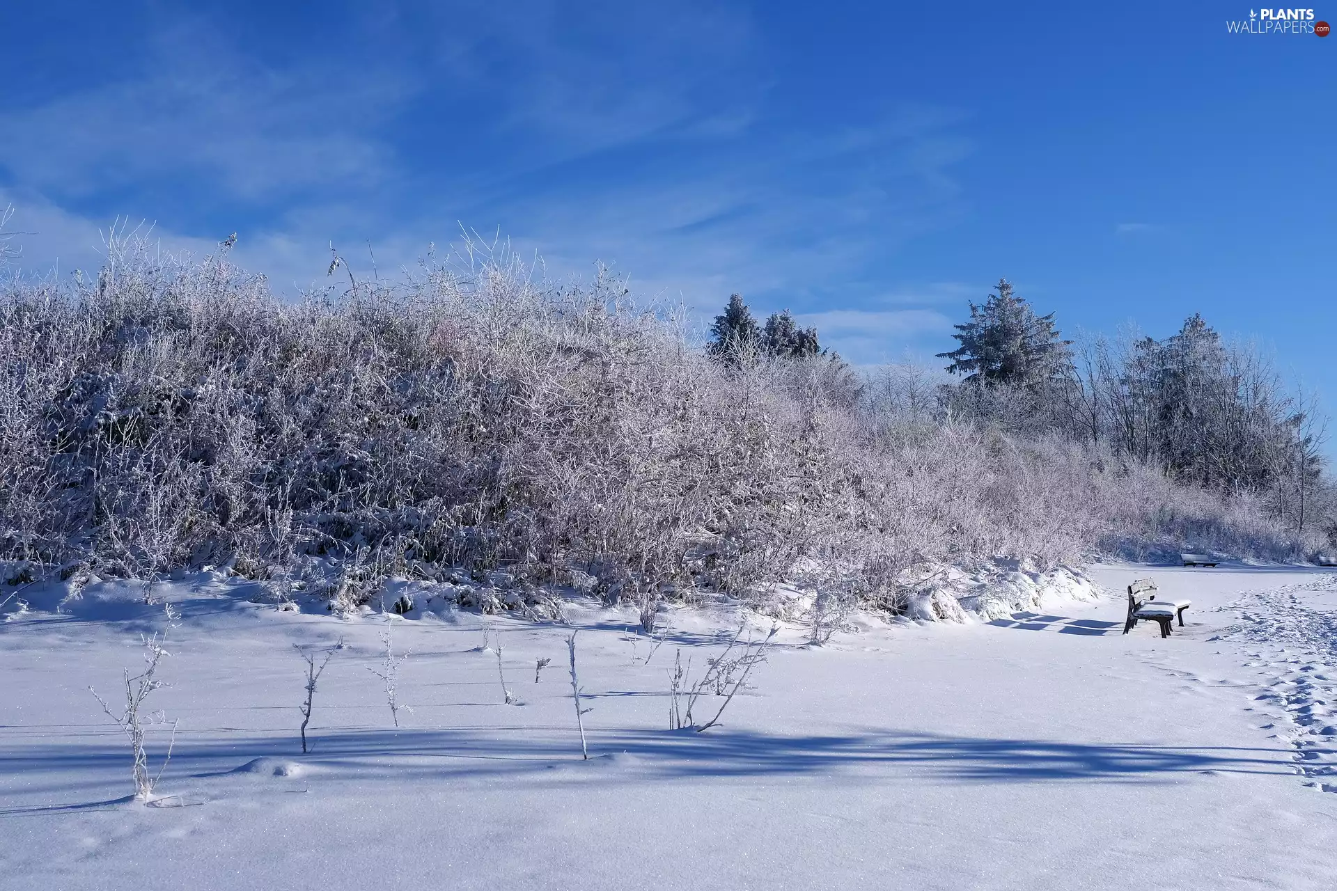 frosty, winter, trees, viewes, Bush, Bench
