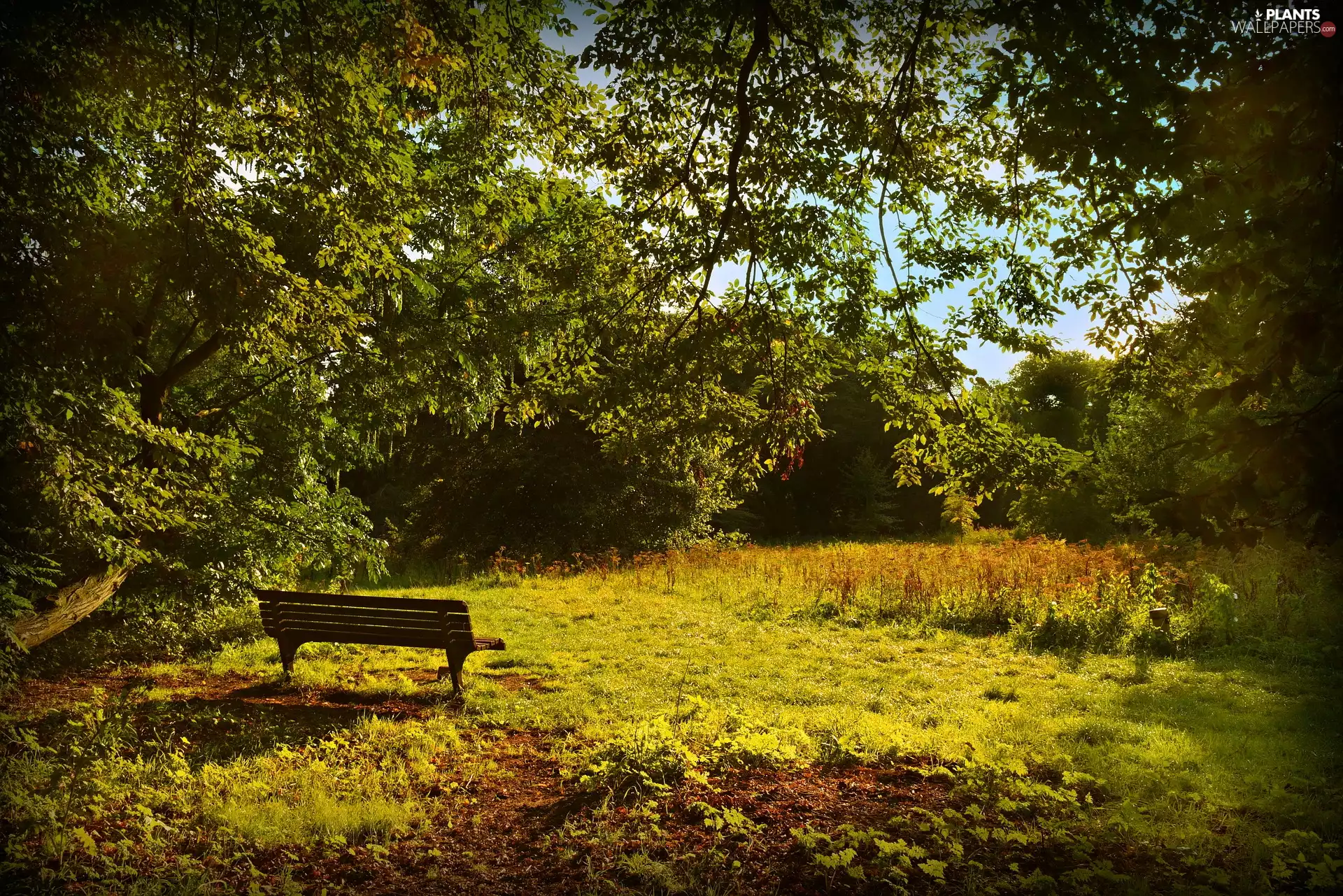 grass, trees, Bench, viewes, Park, summer, relaxation