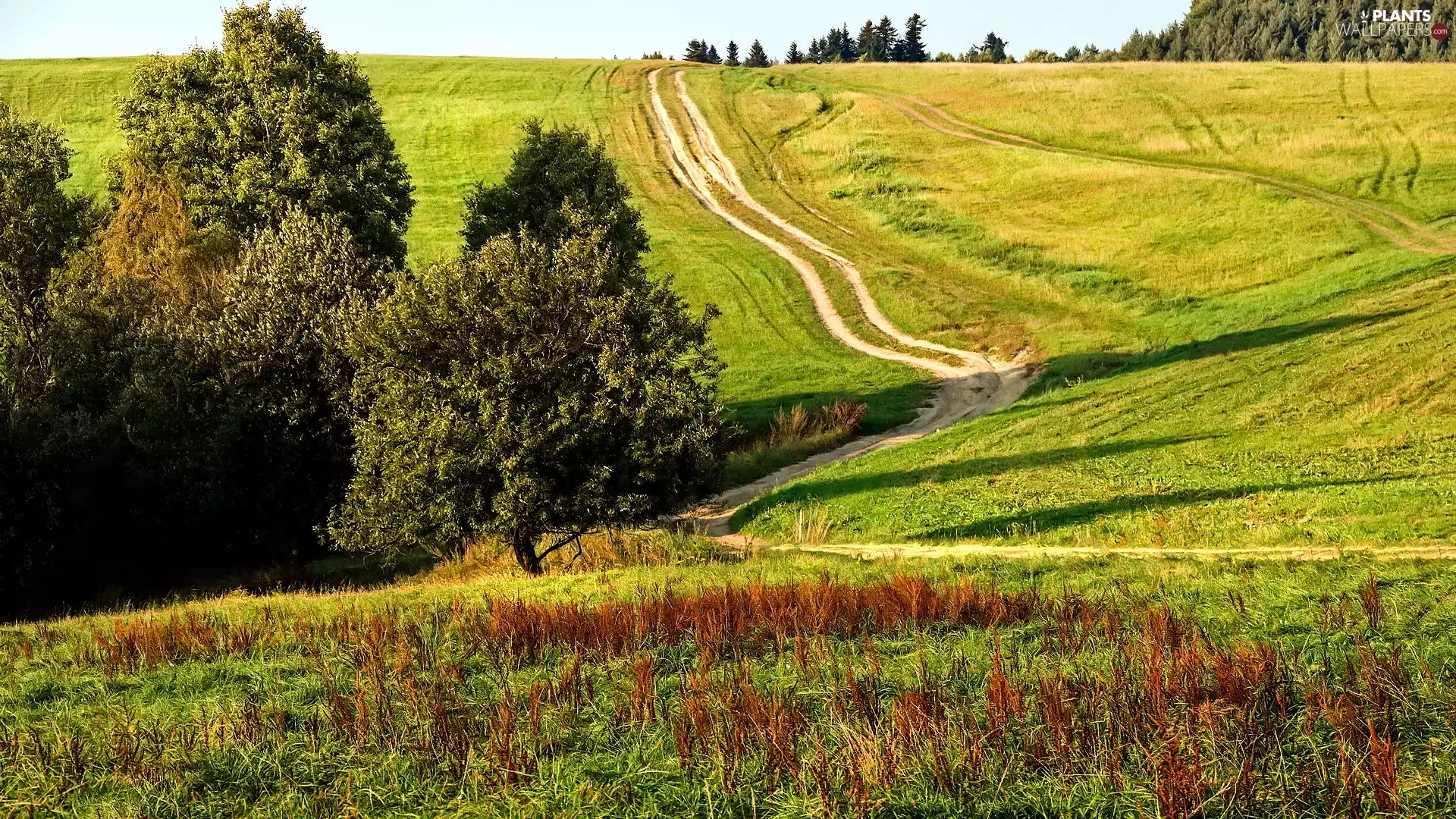 Bush, trees, Beskydy, viewes, Meadow, Way, Poland