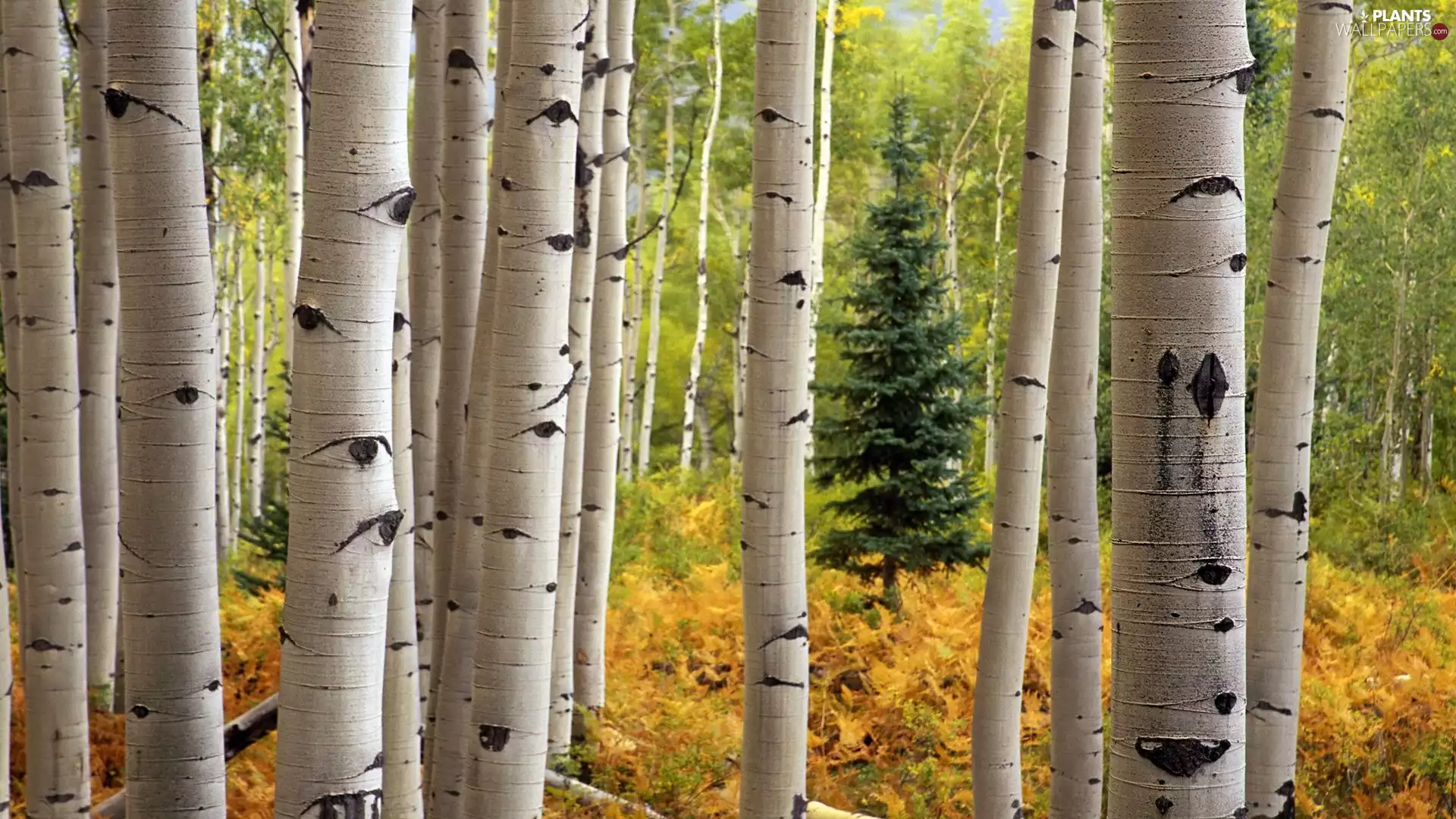 forest, viewes, birch-tree, trees