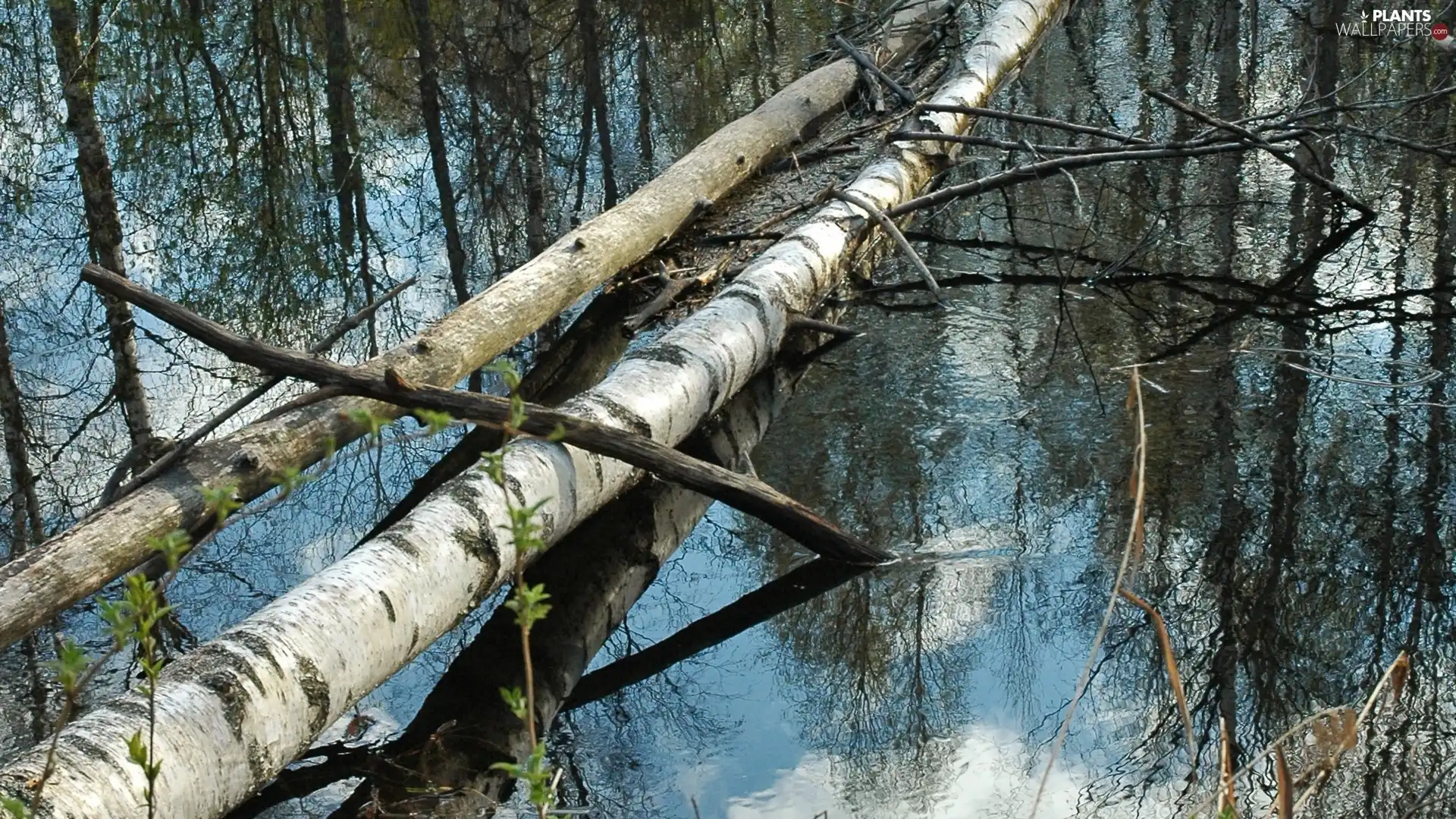 viewes, birch, fallen, trees, water