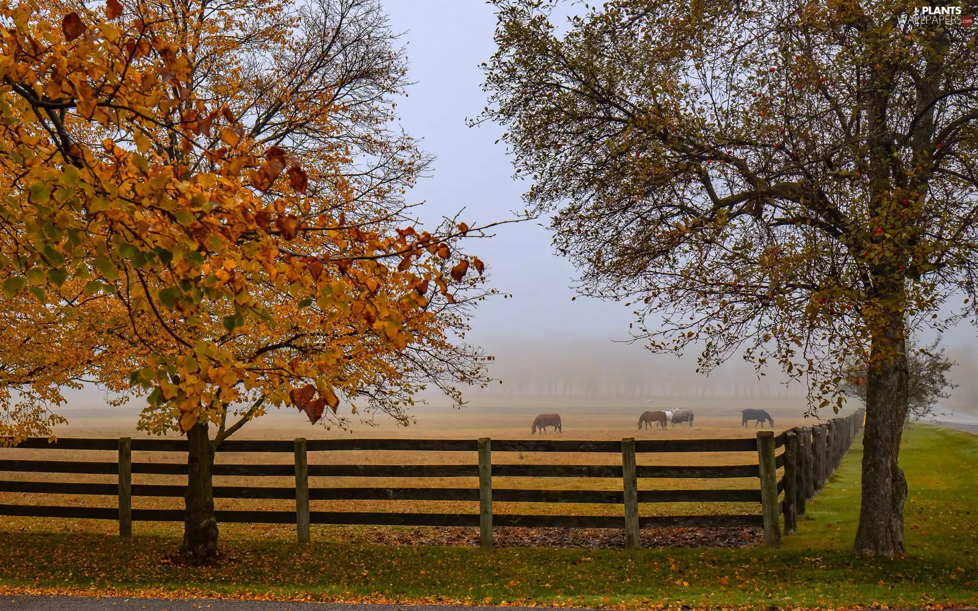 fence, trees, bloodstock, viewes, autumn, pasture, Fog