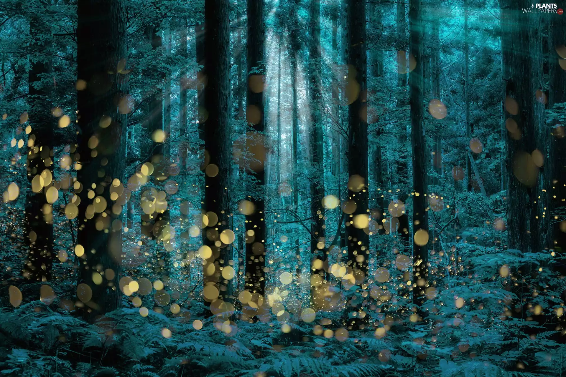 viewes, forest, light breaking through sky, Bokeh, fern, trees