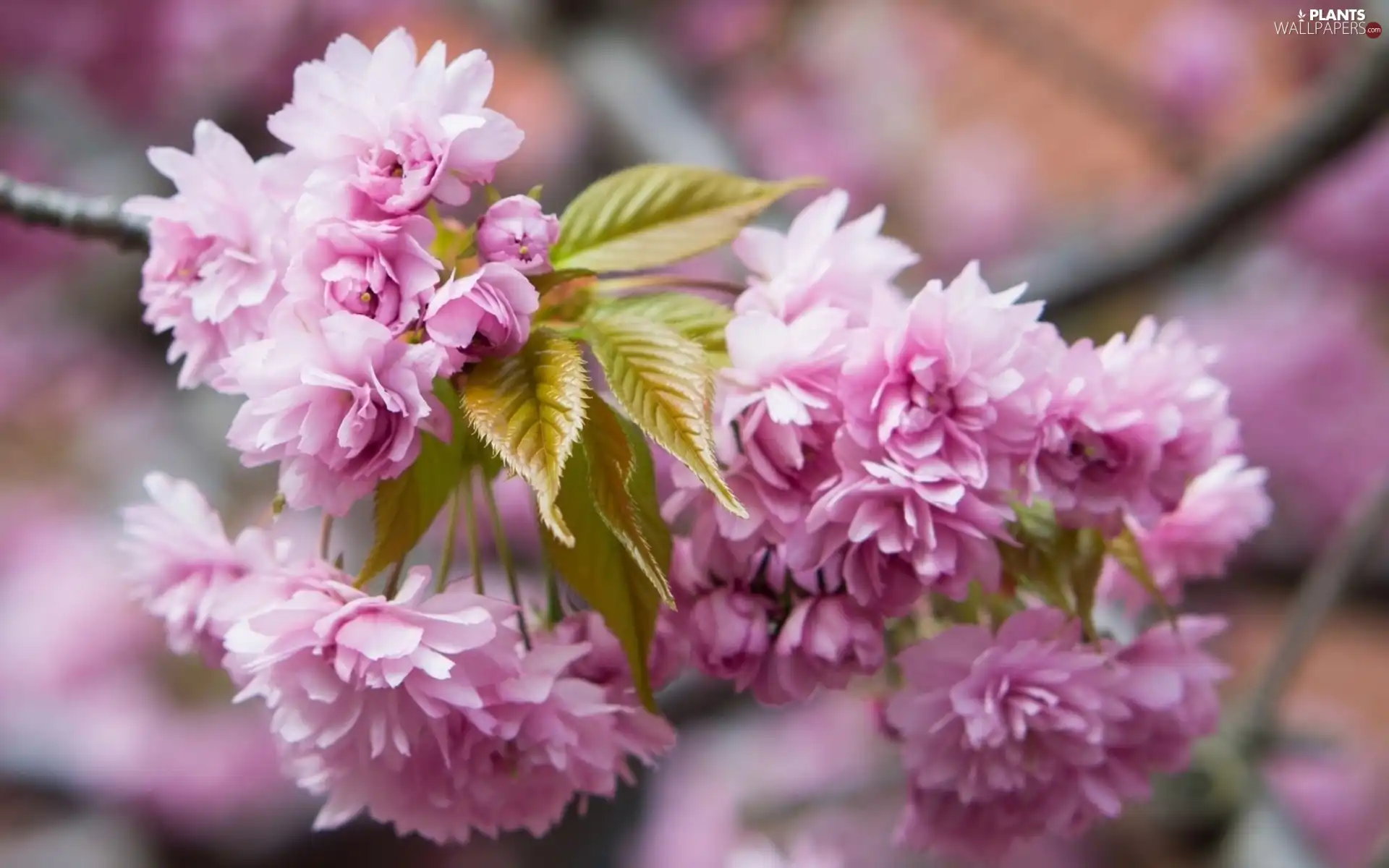 branch, trees, viewes, blooming