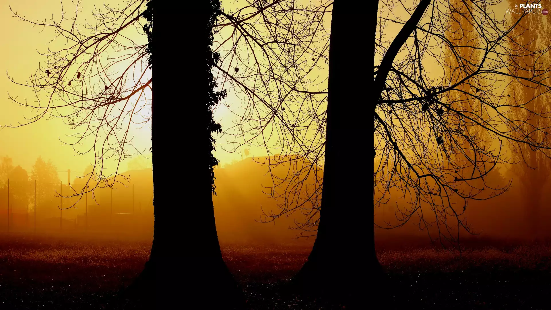 Fog, viewes, branch pics, trees