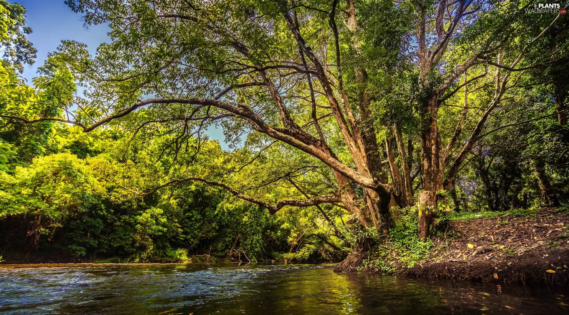 River, viewes, branch pics, trees