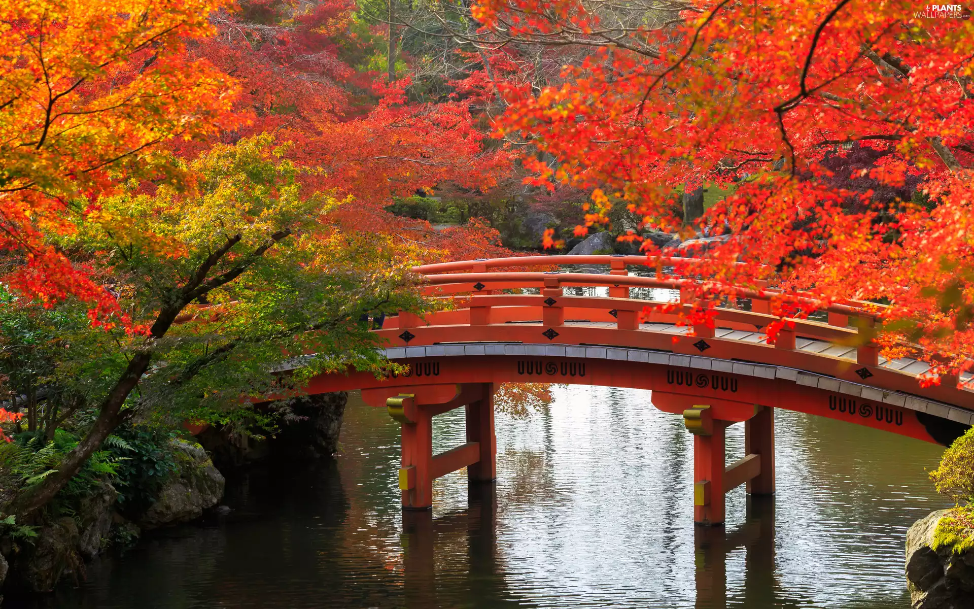trees, viewes, bridge, autumn, Park