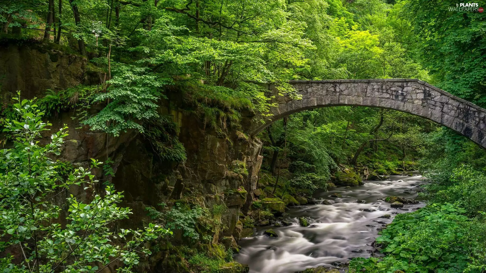 trees, viewes, bridge, River, stone